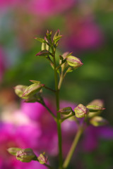 Obraz na płótnie Canvas Bud flowers in early spring