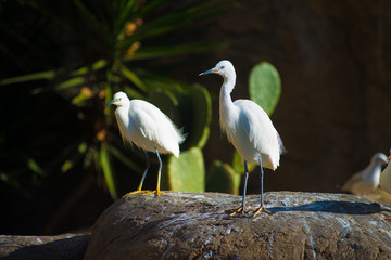 Birds in Barcelona, Spain. Barcelona is known as an Artistic city located in the east coast of Spain..