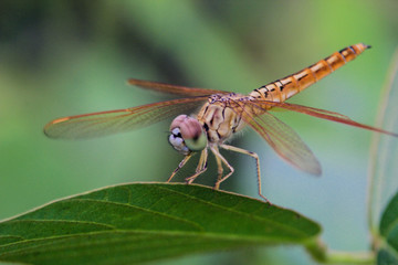 Large-eyed golden dragonflies stop at the leaves with a soft green background