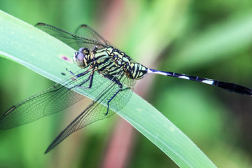 Big Odonata stops on the green grass in the middle of the park