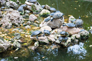 Turtle pond with many turtles in the park in Athens Greece