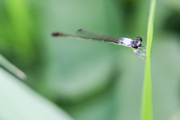 large eyed dragonflies holding onto grass leaves against a soft green background