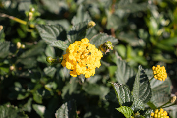 Lantana camara is a species of flowering plant within the verbena family (Verbenaceae).