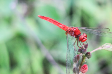 a red dragonfly perched on a flower bud in the middle of a garden