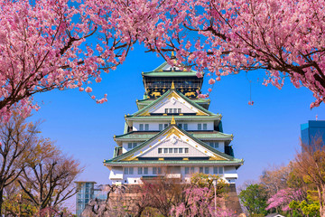 Osaka Castle and full cherry blossom in Japan. - 315839366