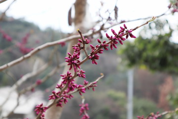 ハナズオウのツボミ