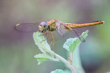 the golden dragonfly stands proudly on the top of the leaf with a watchful eye