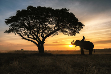 Fototapeta na wymiar Silhouette elephant on the background of sunset,elephant thai in Surin Province, Thailand.