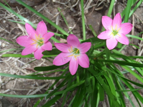Rain lily plant 