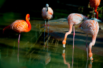 Flamingos in the Tourists destination Barcelona, Spain. Barcelona is known as an Artistic city located in the east coast of Spain..