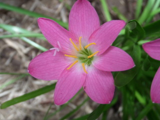 Rain lily macro 