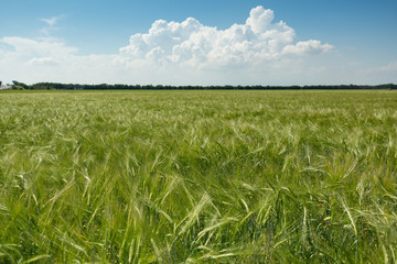 field of young green wheat and blue sky with a big white cloud, agriculture