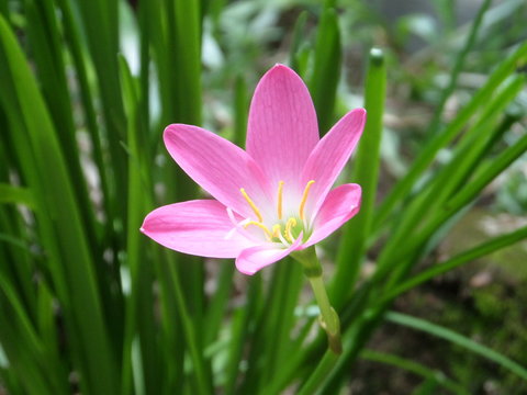 Rain lily macro side 