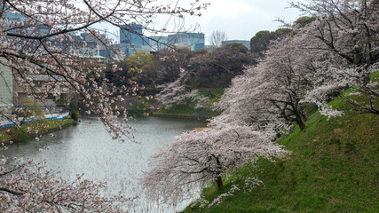 The scenery of sakura blooming in Chidorigafuchi park in Tokyo, Japan.