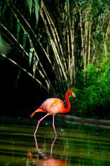 Flamingos in the Tourists destination Barcelona, Spain. Barcelona is known as an Artistic city located in the east coast of Spain..