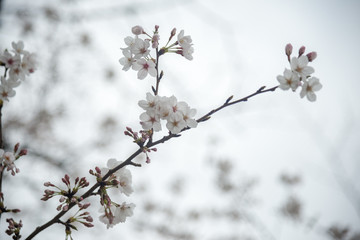 Cherry blossom or sakura in springtime.
