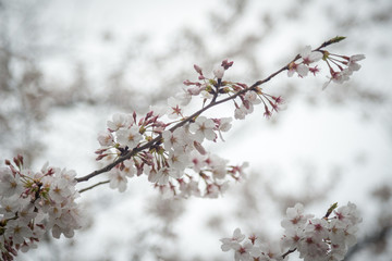 Cherry blossom or sakura in springtime.