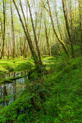 The Quinault River Meanders through the Olympic Nation Forest, Washington, USA