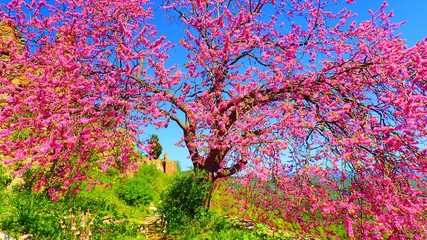 Fototapeta premium Spring in Greece