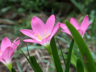 Rain lily macro side 