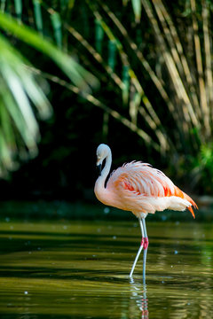 Flamingos in the Tourists destination Barcelona, Spain. Barcelona is known as an Artistic city located in the east coast of Spain..