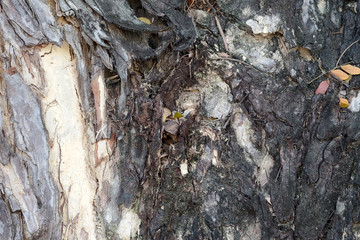 Texture of old tree bark of long living trees in the garden shows the truth of life that declined by the time 