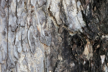 Texture of old tree bark of long living trees in the garden shows the truth of life that declined by the time 