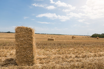 bales of yellow straw are scattered across the field, agricultural landscape, one bale close-up and a blue sky with clouds