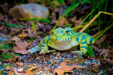 Frog in the Tourists destination Barcelona, Spain. Barcelona is known as an Artistic city located in the east coast of Spain..