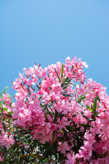 Nerium oleander Tree with pink flowers. Romantic and beautiful plant.