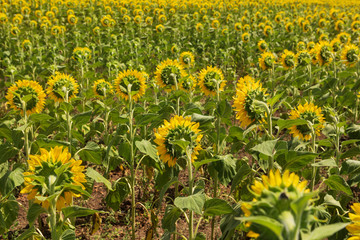 blooming sunflower on farmland, close up, on the reverse side