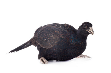 Tenebrosus pheasant in studio