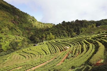 The tea plantations background , Tea plantations in morning light, Landscape tea plantation of Chiangmai in Thailand