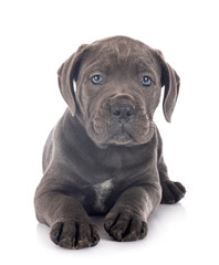 puppy cane corso