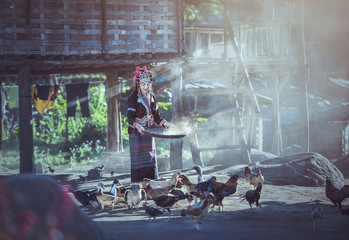Asian women worker winnowing rice separate between rice and rice husk and feeding chickens at Laos countryside
