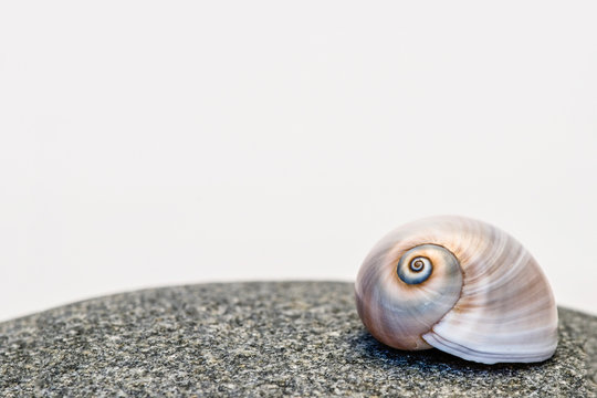 Neverita Duplicata Shark Eye Sea Snail Shell