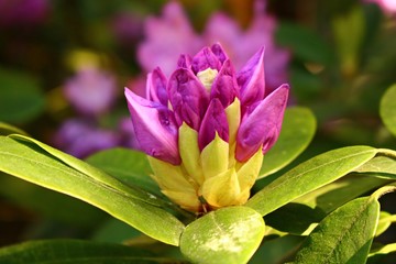 The beginning of flowering buds on the bushes of Rhododendron in warm spring days