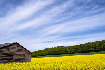 Alte Holzhütte in einen blühenden Rapsfeld