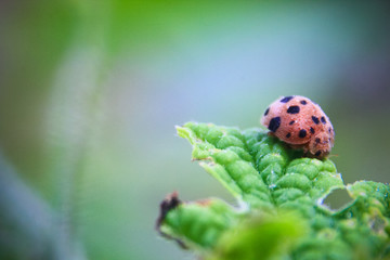 photo of a red ladybird on a leaf with a blur background