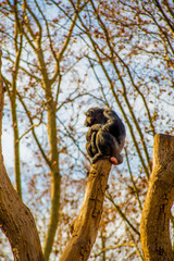 Gorilla in Barcelona, Spain. Barcelona is known as an Artistic city located in the east coast of Spain..