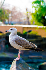 Seagull in the Tourists destination Barcelona, Spain. Barcelona is known as an Artistic city located in the east coast of Spain..