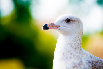 Seagull in the Tourists destination Barcelona, Spain. Barcelona is known as an Artistic city located in the east coast of Spain..