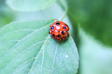 photo of a red ladybird on a leaf with a blur background