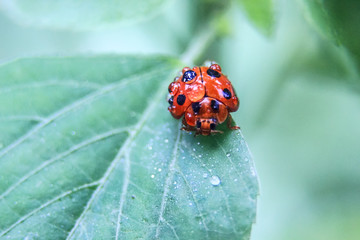 photo of a red ladybird on a leaf with a blur background