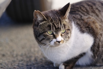 じっと見るニャンコ