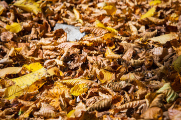 Abstract background of yellow autumn oak leaves lie curled up on the ground. Soft focus real forest. Habitat foliage