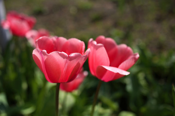 Two bright pink tulips bloom on a warm sunny day.