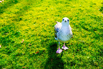 Seagull in the Tourists destination Barcelona, Spain. Barcelona is known as an Artistic city located in the east coast of Spain..