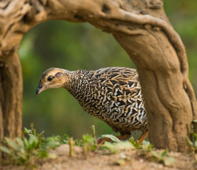 Black francolin female feeding on seeds