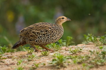 Black Francolin female feeding on seeds